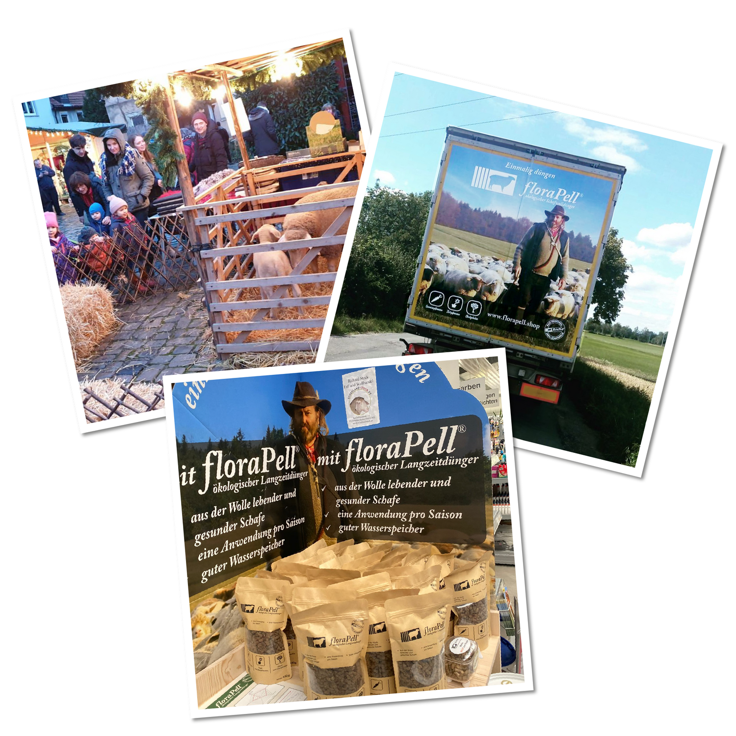 Eine Familie rund um das Schaf